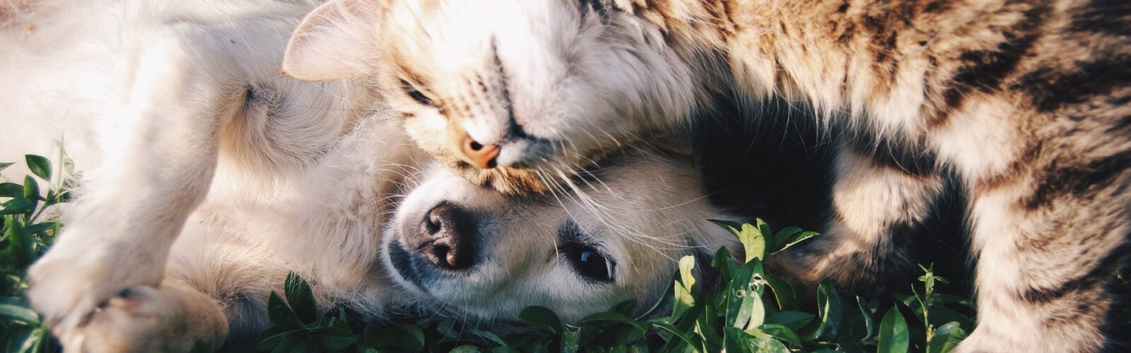 do pets go to heaven