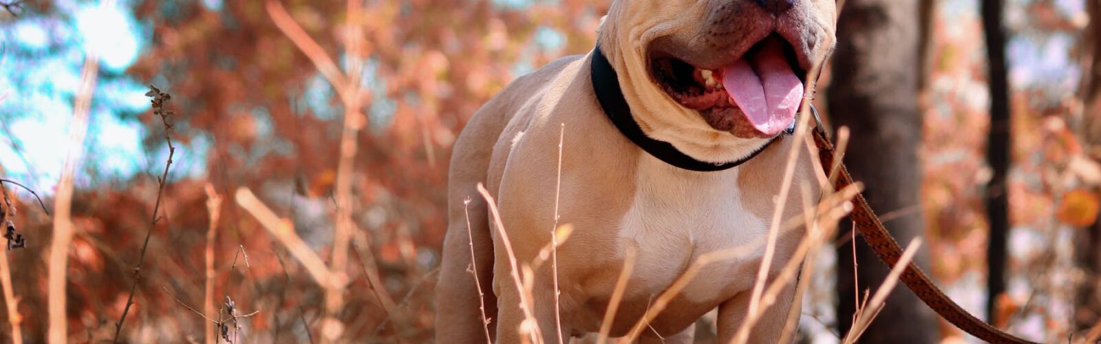 selective focus photo of pitbull