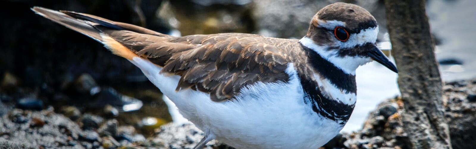 photo of a bird