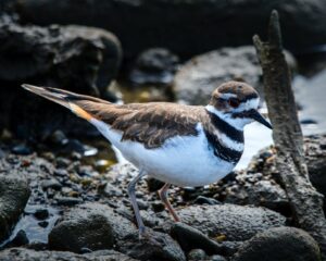 photo of a bird