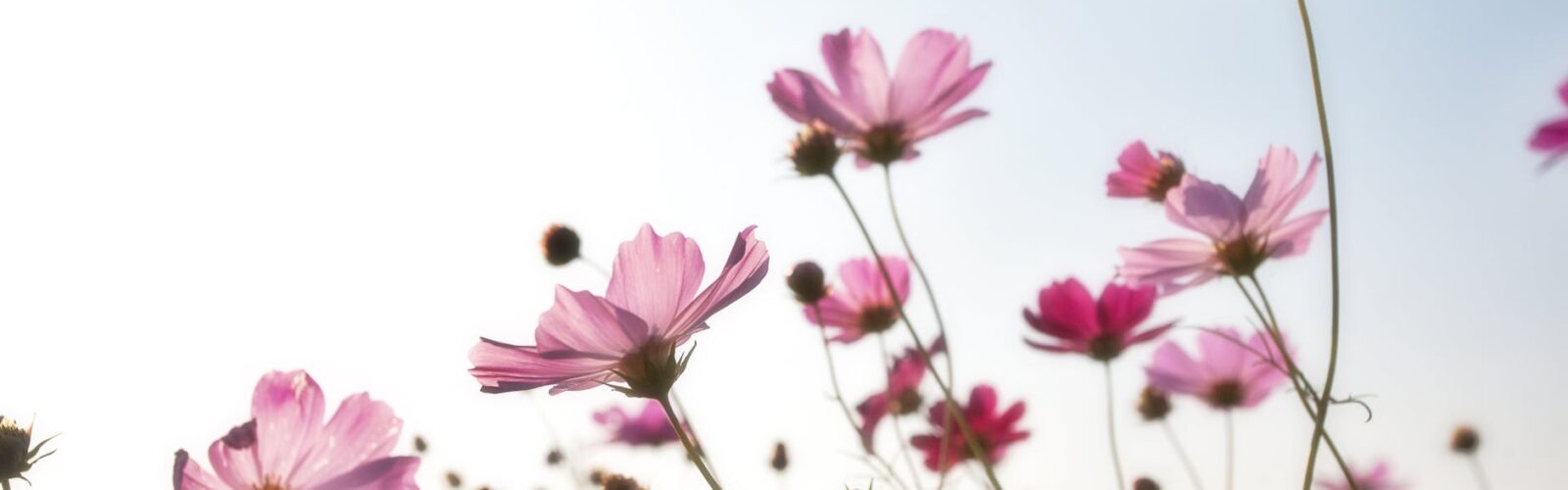 pink flower field