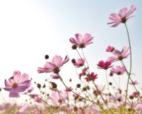 pink flower field