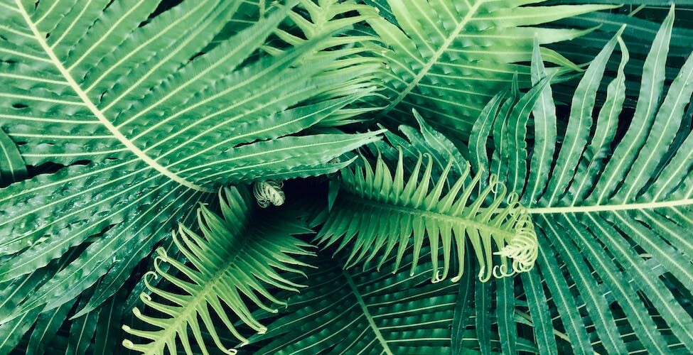 linear green leaf plant